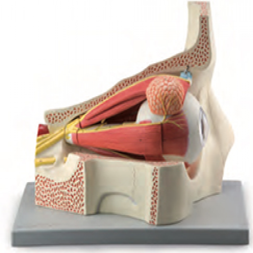 眼球與眼眶附血管神經放大模型（11部件）