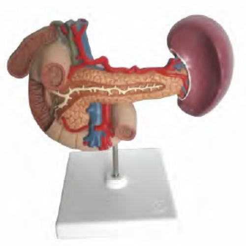 胰、脾、十二指腸、膽囊模型