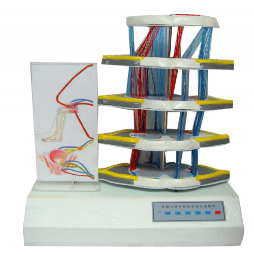 脊髓反射和損傷表現電動模型