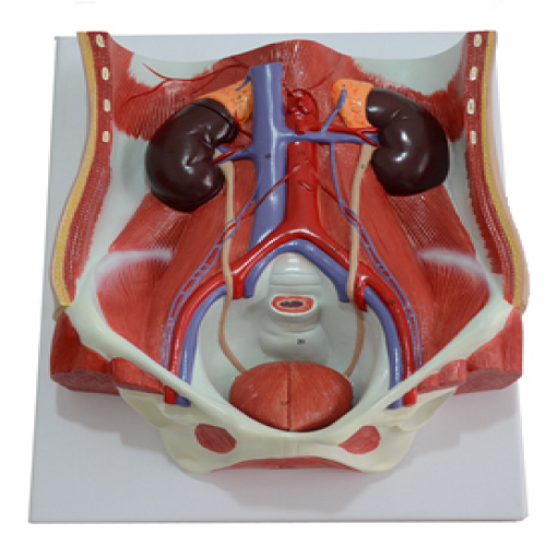 泌尿系統附腹后壁模型